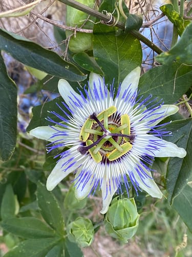 Passiflora filamentosa — photo