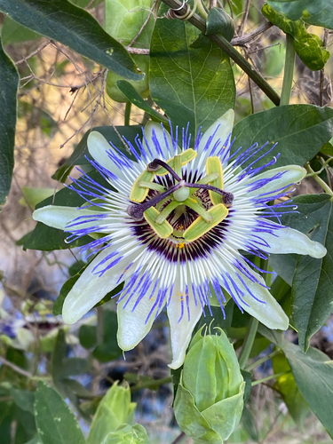 Passiflora filamentosa