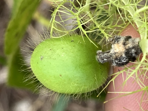 Passiflora foetida (Passionflower) — photo