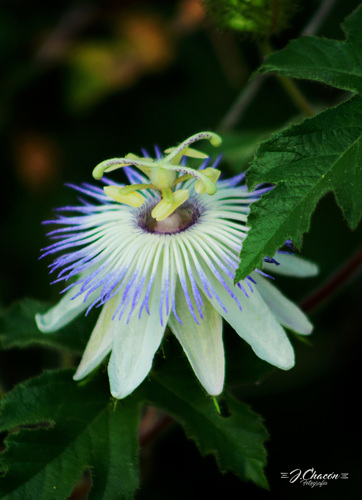 Passiflora foetida (Passionflower) — photo
