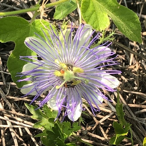 Passiflora foetida