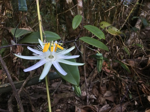 Passiflora galbana (Maracuja do mato) — photo