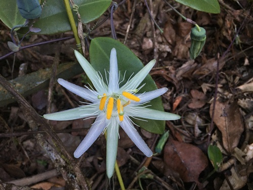 Passiflora galbana (Maracuja do mato) — photo