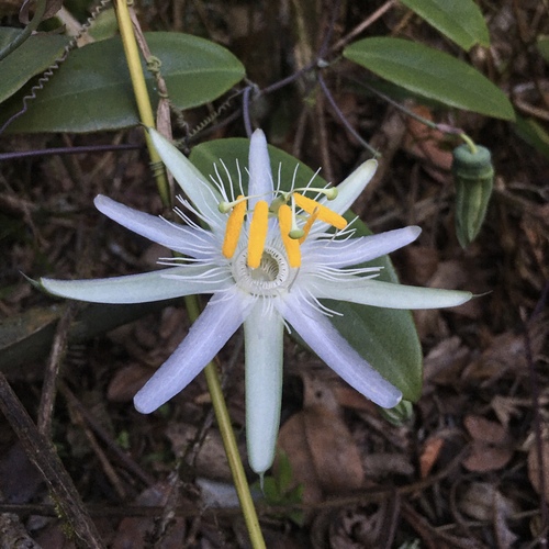 Passiflora galbana