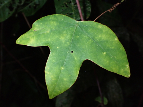Passiflora garckei — photo