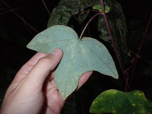 Passiflora garckei — photo