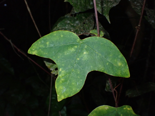 Passiflora garckei
