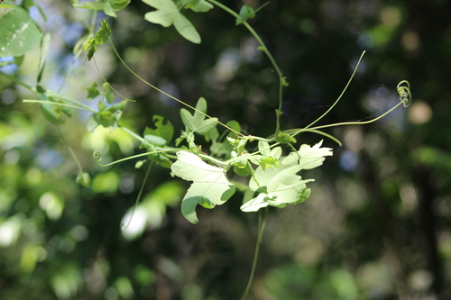 Passiflora gibertii (Maracuja-bravo) — photo