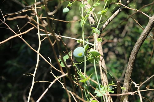 Passiflora gibertii (Maracuja-bravo) — photo