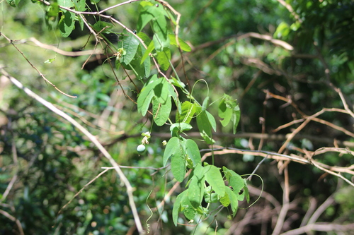 Passiflora gibertii