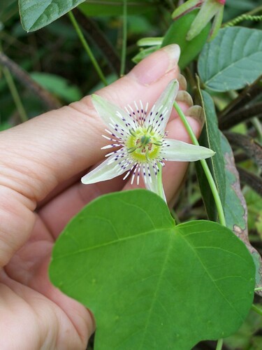 Passiflora gracilis — photo