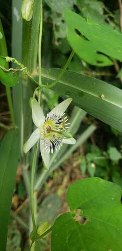 Passiflora gracilis — photo