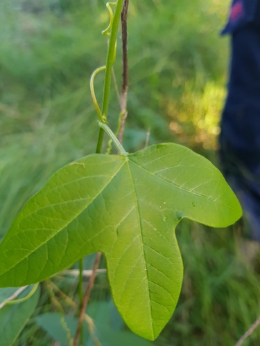 Passiflora herbertiana (Passionflower) — photo