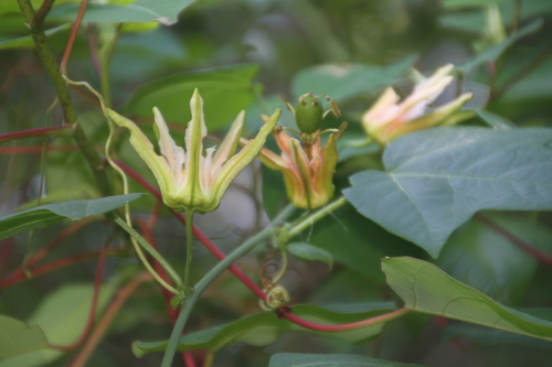 Passiflora herbertiana (Passionflower) — photo