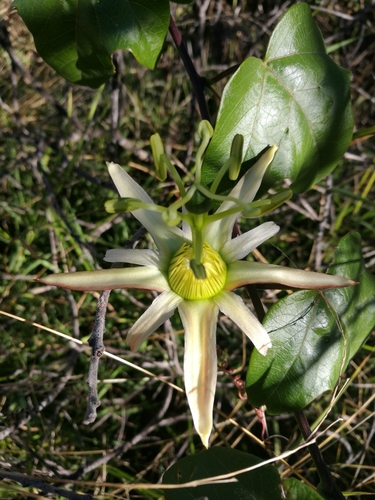 Passiflora herbertiana