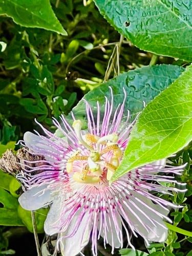 Passiflora incarnata (Maypop) — photo