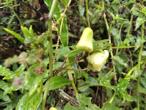 Passiflora indecora — photo