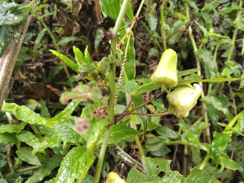 Passiflora indecora — photo