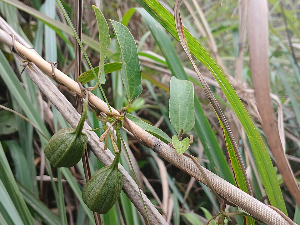 Passiflora indica — photo