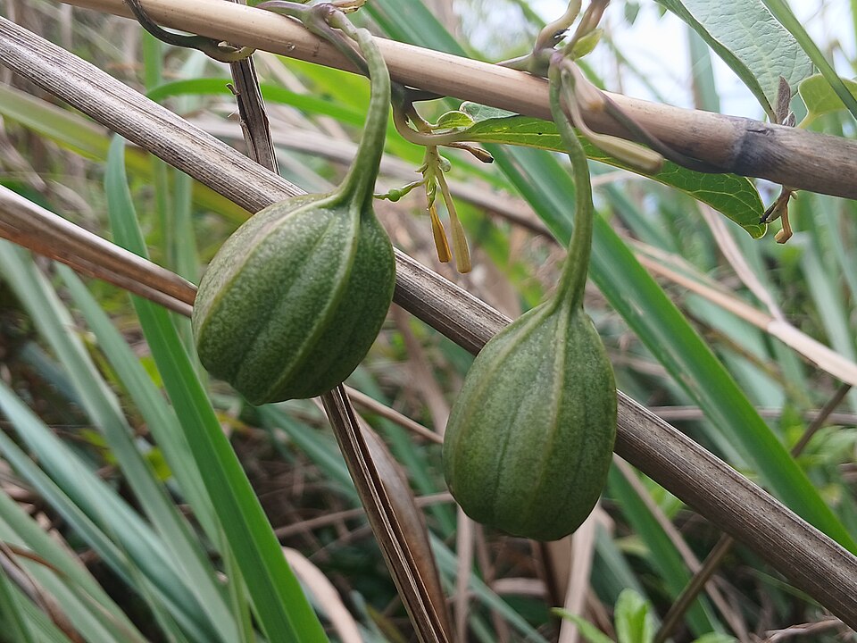Passiflora indica