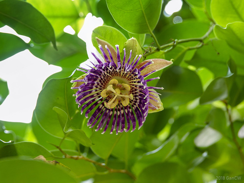 Passiflora laurifolia (Yellow granadilla) — photo