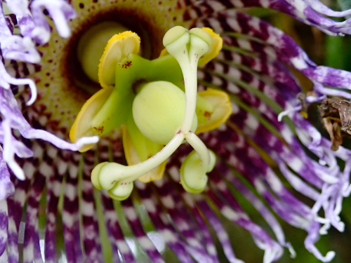 Passiflora laurifolia (Yellow granadilla) — photo