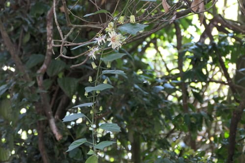 Passiflora leschenaultii — photo