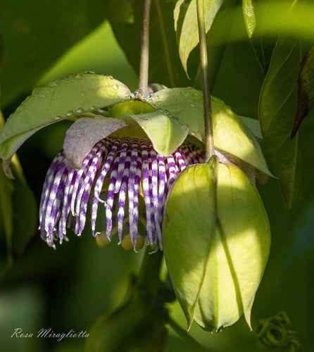 Passiflora ligularis (Sweet granadilla) — photo