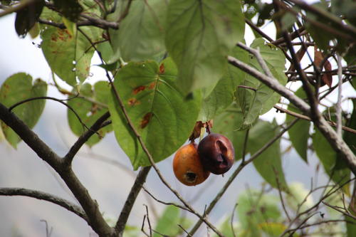 Passiflora ligularis (Sweet granadilla) — photo