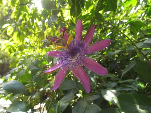 Passiflora loefgrenii (Maracuja-de-alho) — photo