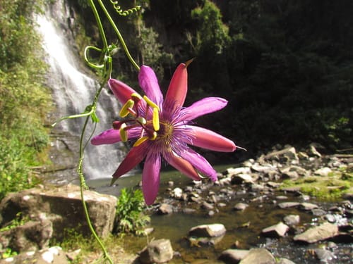 Passiflora loefgrenii (Maracuja-de-alho) — photo