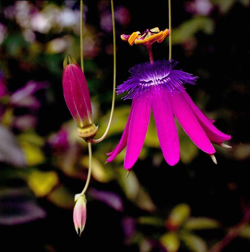 Passiflora loefgrenii