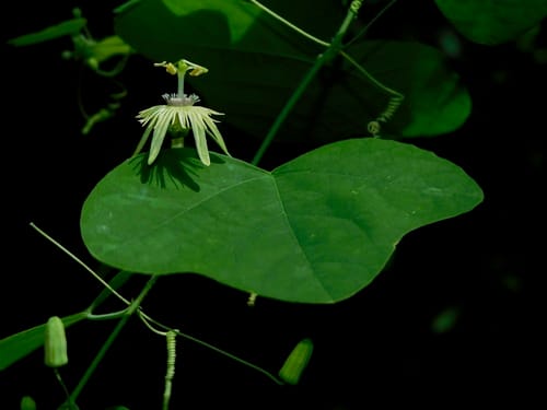 Passiflora lutea — photo