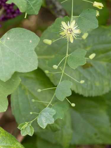 Passiflora lutea