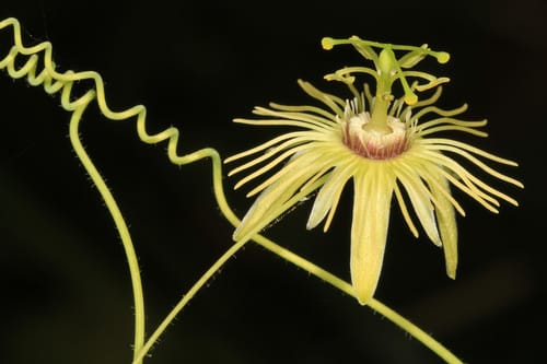 Passiflora lutea — photo