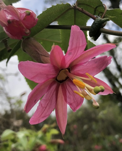 Passiflora luzmarina