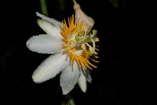 Passiflora magnoliifolia (Tree passionflower) — photo