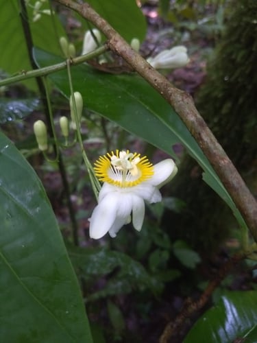 Passiflora magnoliifolia