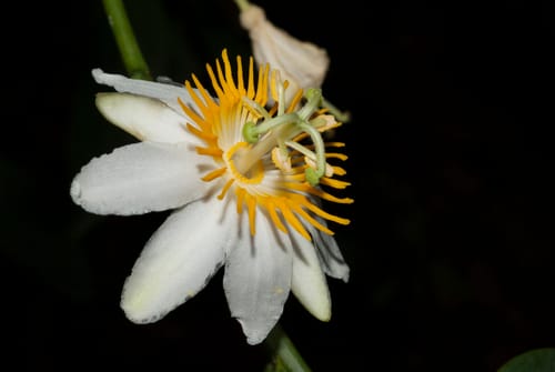 Passiflora magnoliifolia (Tree passionflower) — photo
