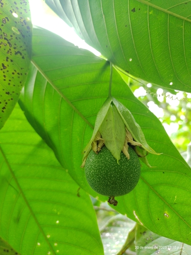Passiflora maliformis (Sweet calabash) — photo