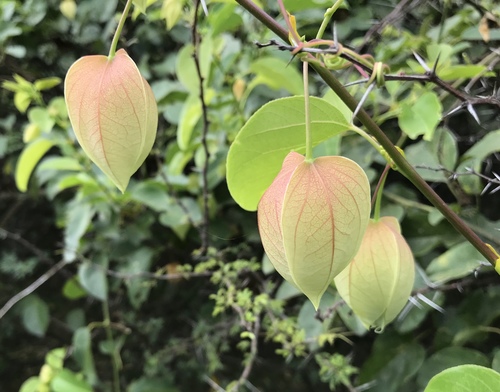 Passiflora maliformis (Sweet calabash) — photo