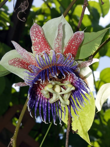 Passiflora maliformis