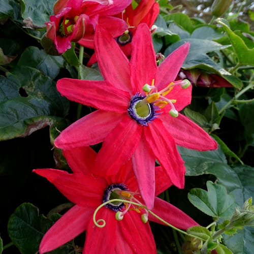Passiflora manicata (Red passionflower) — photo
