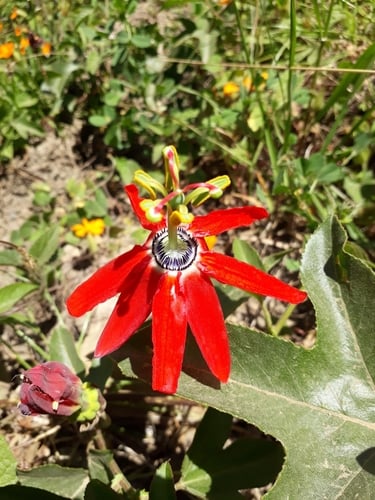 Passiflora manicata