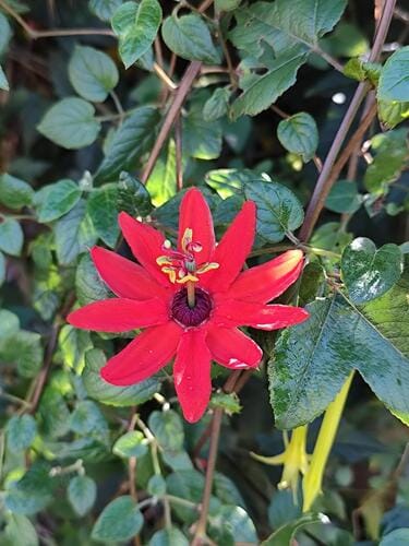 Passiflora manicata (Red passionflower) — photo