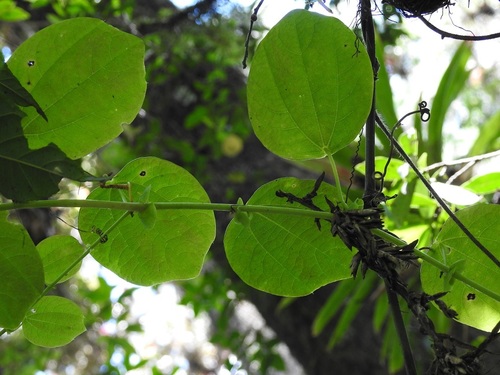 Passiflora membranacea (Granadilla bellisima) — photo