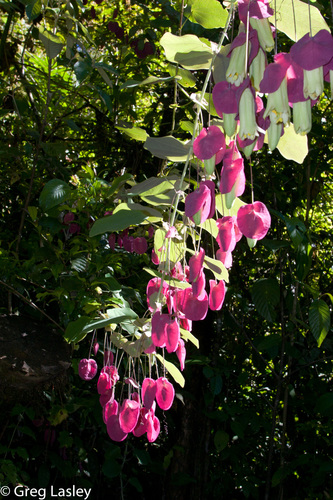Passiflora membranacea (Granadilla bellisima) — photo