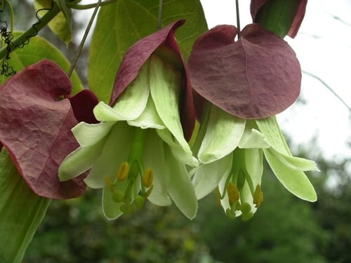 Passiflora membranacea