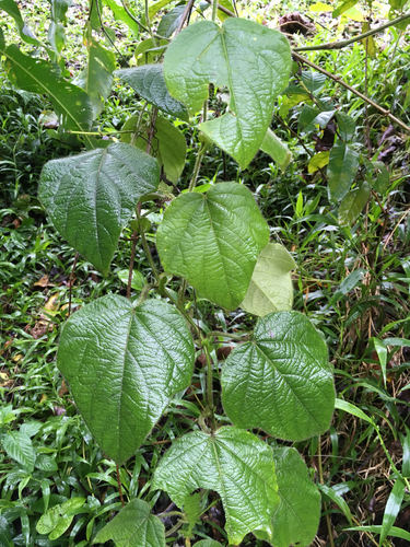 Passiflora menispermifolia — photo