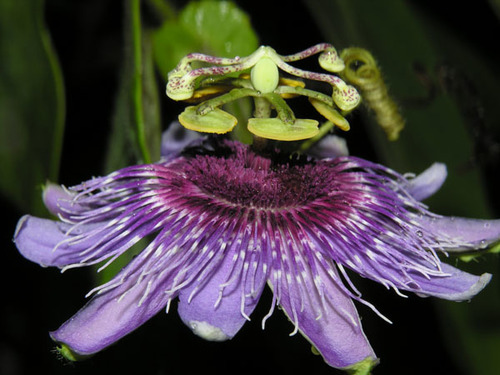 Passiflora menispermifolia — photo